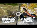 Ringneck Snake Vs Redbelly Snake