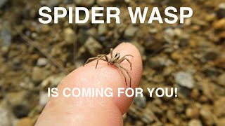 Killer Spider Wasps Attack!