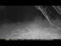 raccoon 5 hrs after coyote pooping