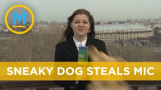 Sneaky dog steals reporter's mic during live broadcast | Your Morning