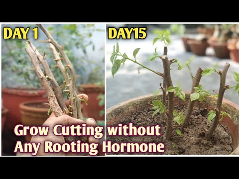 How to grow Bougainvillea From Cutting || Bougainvillea Propagation (With Result)