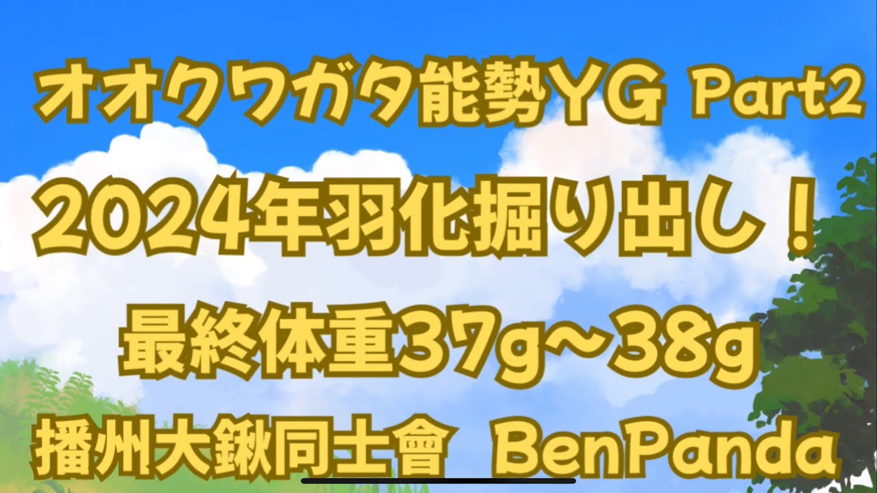 オオクワガタYG羽化掘り出し！夢の90UP出るか？BenPanda編【Part2】