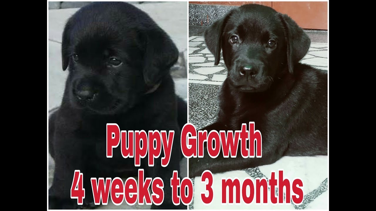 Labrador Puppy Growth 4 weeks to 3 months YouTube