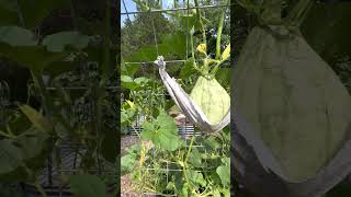 My glorious garden tunnel!