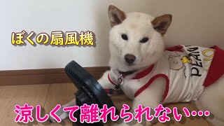 初めてつけた扇風機が涼しすぎて離れられなくなってしまった柴犬ノンくん【反応が可愛すぎ】