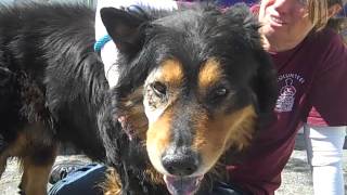 UHA FOSTER! A4925235 Bernie | German Shepherd/Bernese Mountain Dog