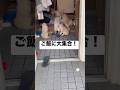 ご飯の合図を聞いて大集合する子犬たち🐶　#子犬　#ゴールデンレトリバー #可愛い犬　#犬　#いぬ