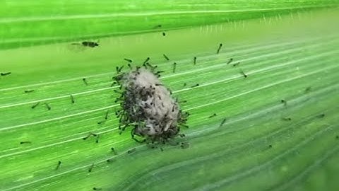 Fall Armyworm: Identification, Biology and Damage Symptoms