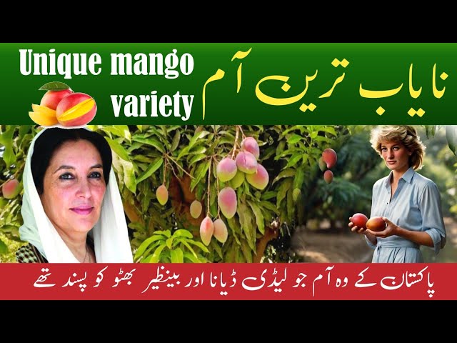 World best mangoes | Mango farming Sindh | Unique mango variety in Pakistan class=