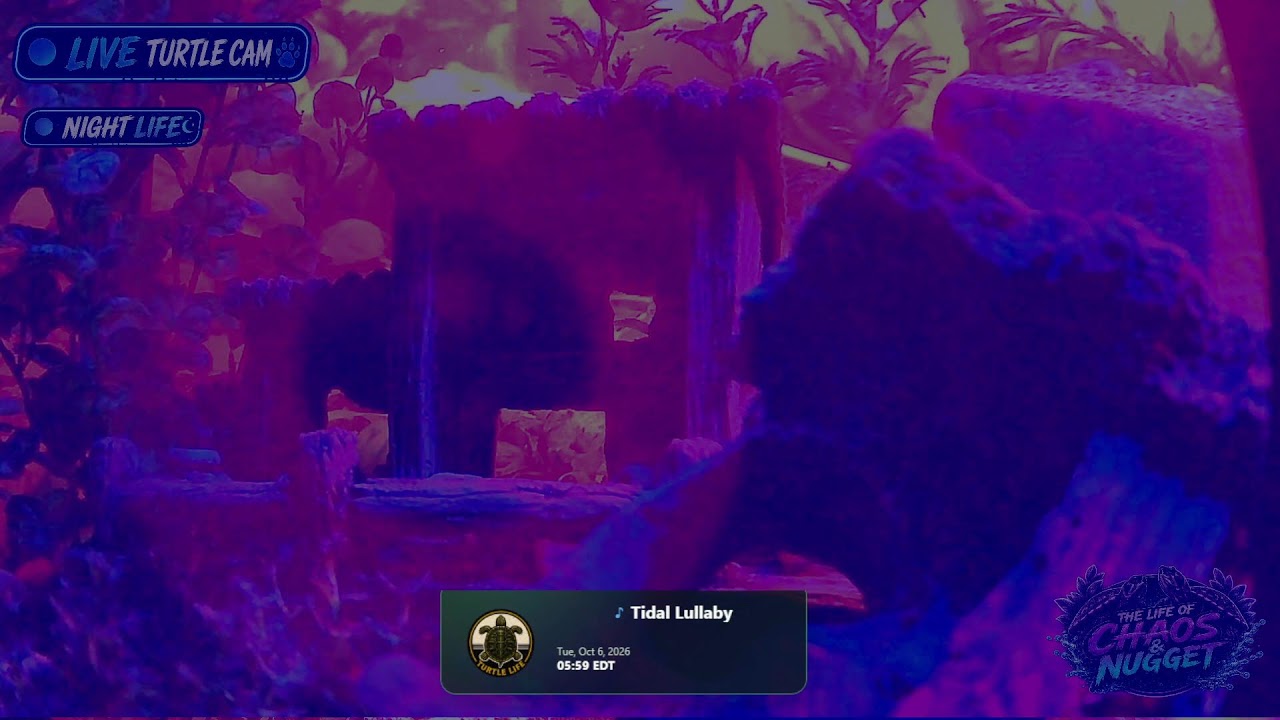 🔴 24/7 Live Turtle Cam | 🐢Chaos & Nugget | 🌿 The Perch • 🏰 Castle Landing • 🏖️ Turtle Beach