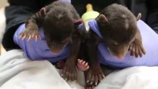 Watch: Feeding time for orphaned bear cubs