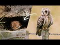 OWL vs VOLE | Extra Feral