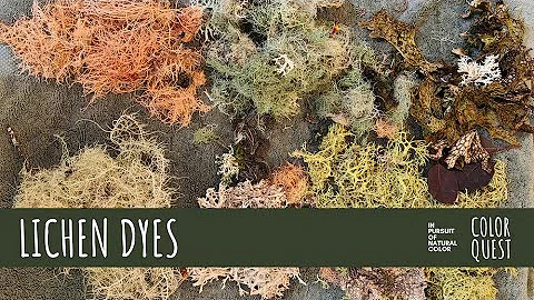 HOW TO MAKE NATURAL DYES WITH LICHEN | ORGANIC COL...