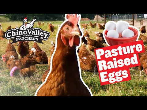 Chino Valley Ranchers – Our Pasture Raised Eggs