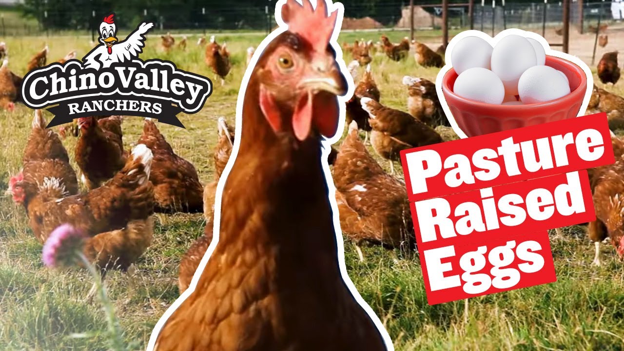 Chino Valley Ranchers – Our Pasture Raised Eggs