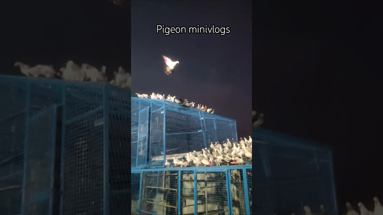 Kabutar night training started hogi