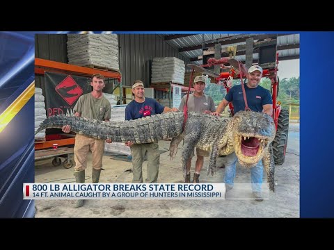 800-pound alligator caught in Mississippi breaks state record