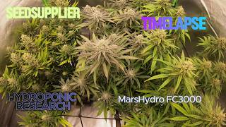 Timelapse Seedsupplier Mars Hydro Hydroponic Research Grow Violet Fog, Grape Chimera, RS11 x Oreoz