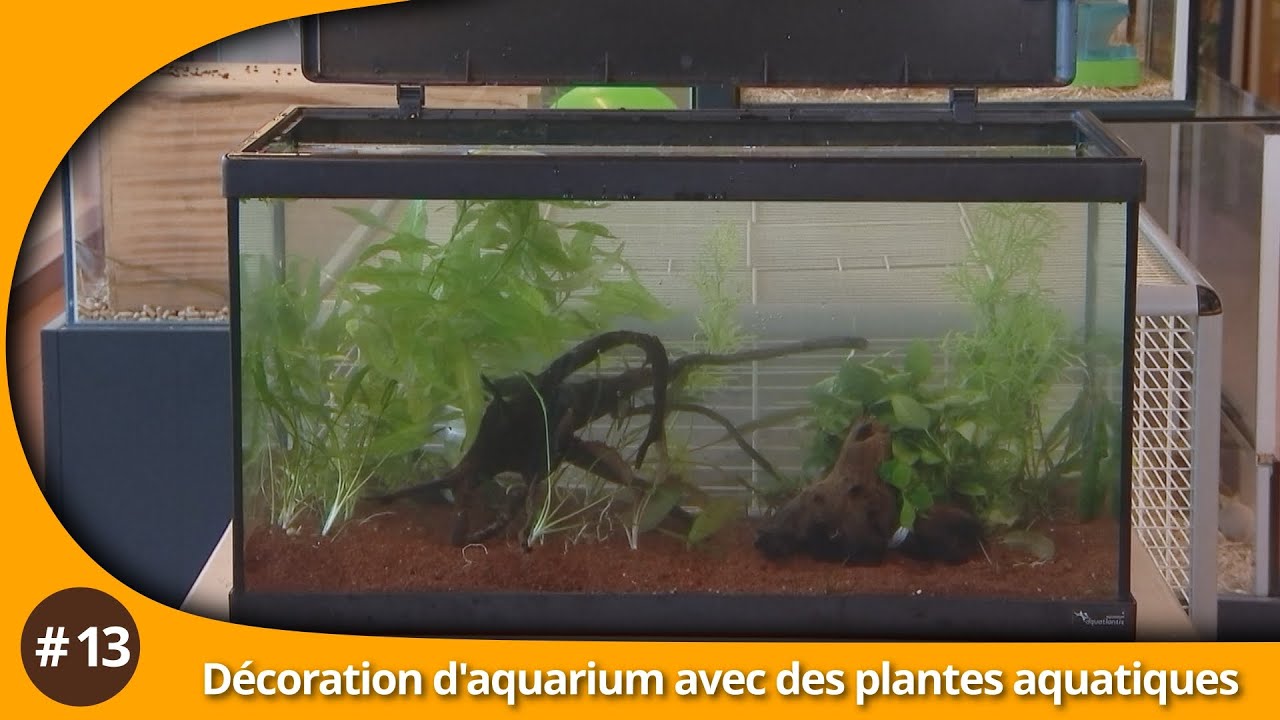 Atelier du Jardin : Décoration d'aquarium avec des plantes aquatiques