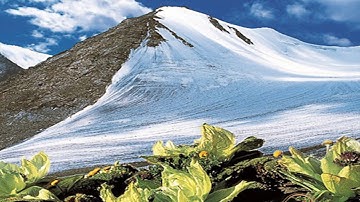 Hoa Thiên Sơn Tuyết Liên là Dược Phẩm quý được giới siêu giàu ưu chuộng