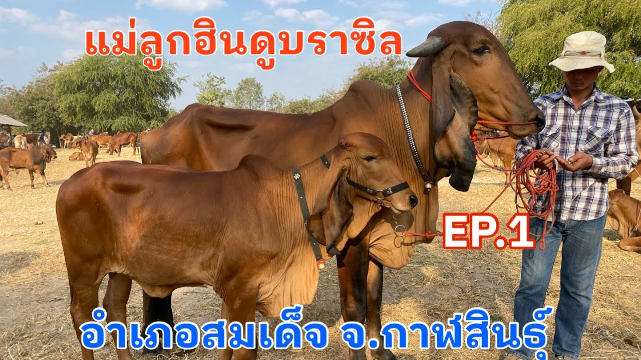 EP.1 #ราคาวัววันนี้ 8 ก.พ. 2569 #ตลาดวัวอำเภอสมเด็จจังหวัดกาฬสินธุ์ #ฮินดูบราซิล #บราห์มันแดง #cow