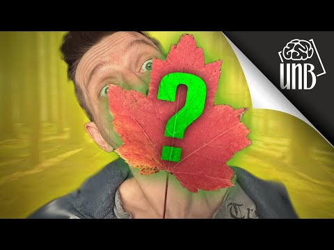 Wideo: Dlaczego liście begonii zmieniają kolor na czerwony?