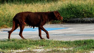 Hope For Paws Rescue Starved Mama Dog From Awful Neighborhood - Stray Dogs Are Everywhere!