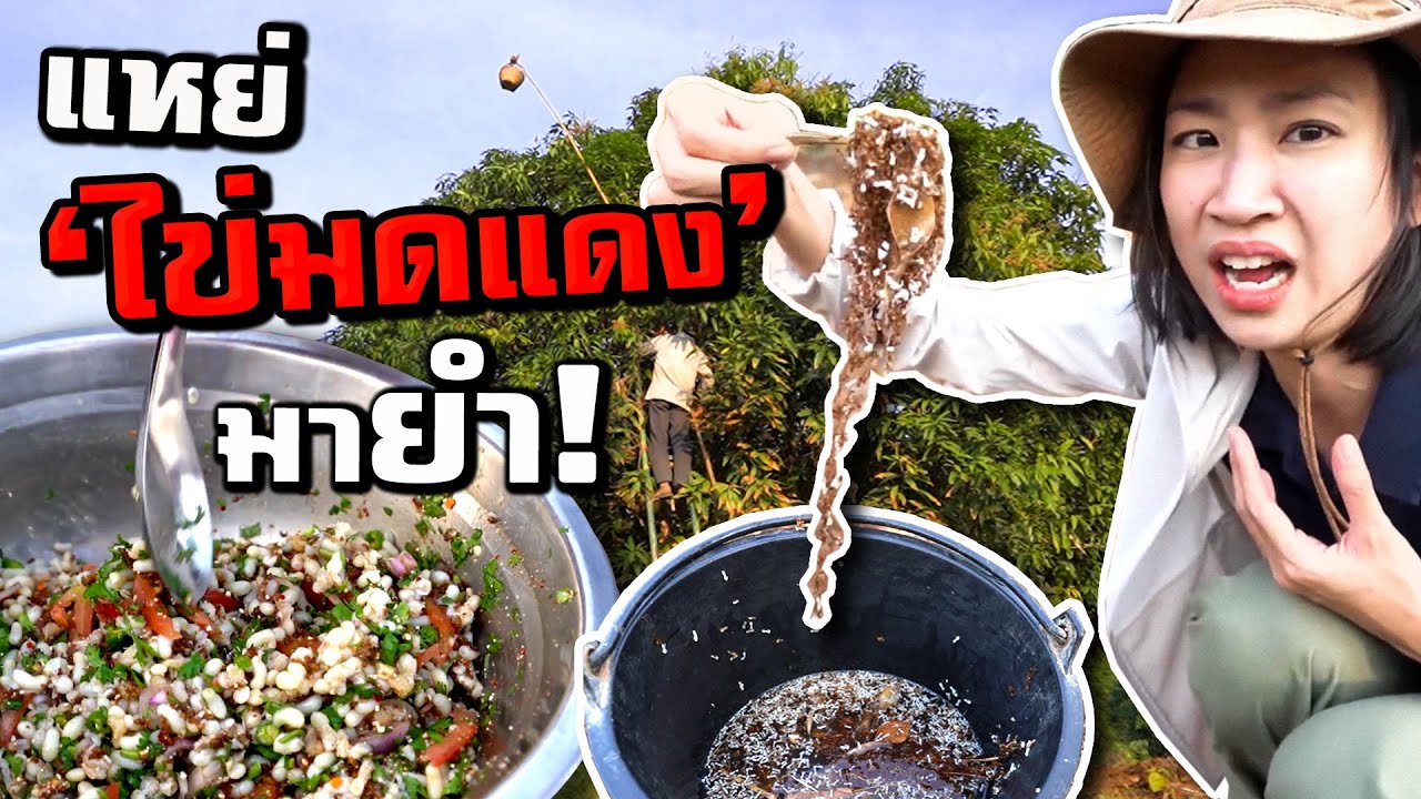 แหย่ ‘ไข่มดแดง’ มายำ ร้องโอ้ยๆ! | Ant Eggs Spicy Salad!