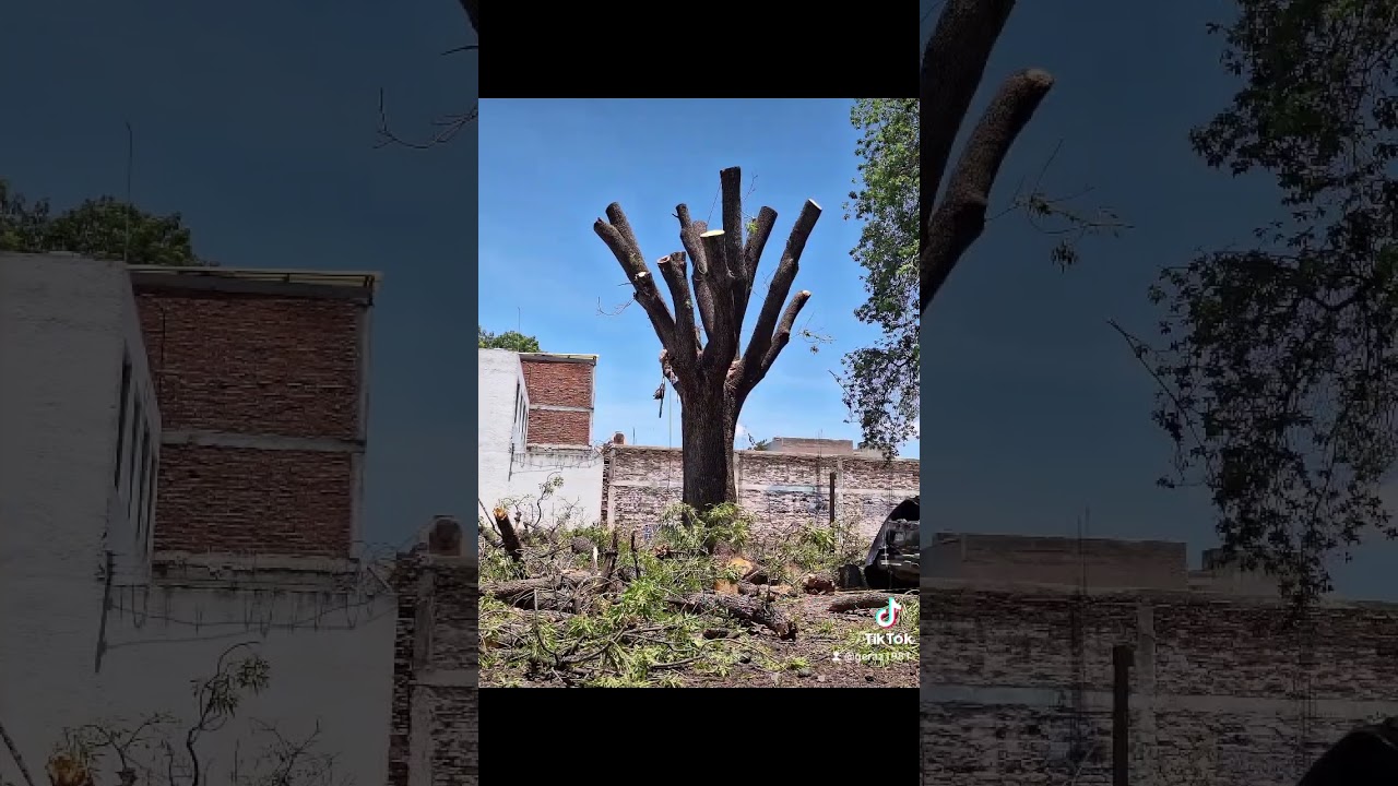 FRESNO CON RAMAS MUY DAÑADAS