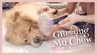 How I Groom My Chow Chow at Home / Grooming My Chow Chow