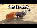 【病気のせい？】ゆずがひと回り小さくなってしまいました…