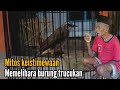 Mitos dan keistimewaan memelihara burung Trucukan ,,😱