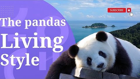 The panda | why we should protect pandas | information of the panda