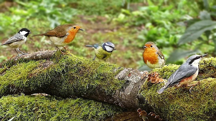 Woodland Birds Chirping - Vgel - Oiseaux - Vogels ...