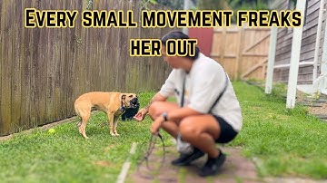 Fearful, Anxious and Reactive Rescue Dog Doesn’t Trust People Easily