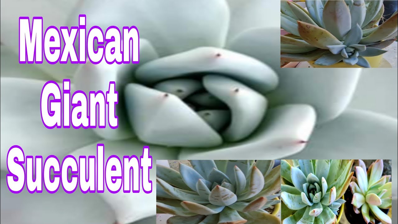 REPOTTING ECHEVERIA MEXICAN GIANT SUCCULENTS HOW TO REPOT /PAANU
