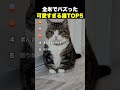 ㊗️100万再生！全米でバズった 可愛すぎる猫TOP5