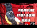 Dorong Ekor Murai Batu Berapa Lama Mp3 - Mp4 Download