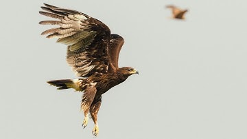 Wildlife Photography Tutorial - Shutter Priority Mode (Tv on Canon)