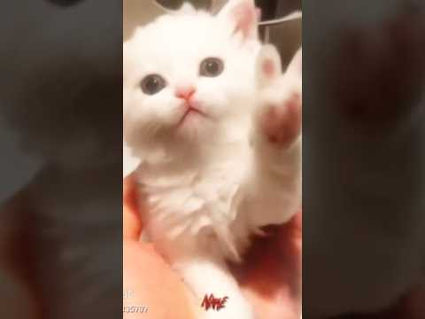 #edit #cat