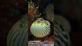 These Animals Look Too Weird To Be Real #facts #animals#shorts#funnyanimals#pufferfish#weirdanimals