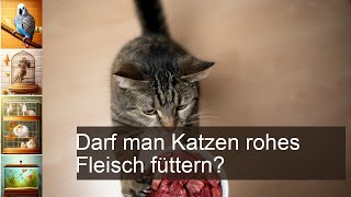 Dürfen Katzen rohes Fleisch essen? - Wamiz