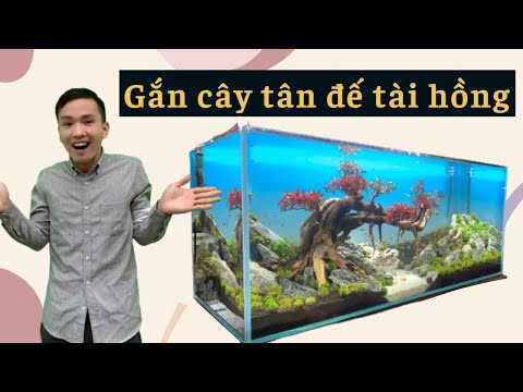 Video Gắn cây thủy sinh tân đế tài hồng | Nguyễn du aqua - youtube
