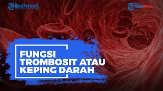 Fungsi Trombosit atau Keping Darah pada Tubuh Manusia