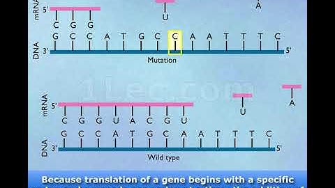 Addition & Deletion Mutations