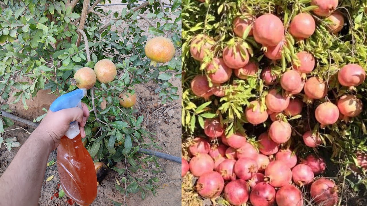 لتحصل على ثمار شجرة الرمان غزيرة وسليمة لازم تعمل هيك علشان تحصل على ثمار كثيرة وجودتها عالية