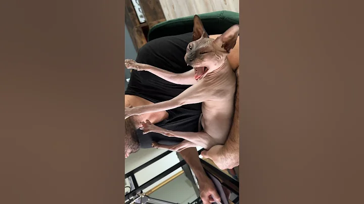 Watch the video about Diana always in daddy's arms 😻 #sphynxkitten #cutecat #lovecats #sphynxcats #sphynx #cat #reels