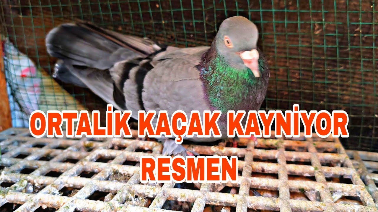 ORTALİK KAÇAK KAYNİYOR RESMEN 2 TANE KAÇİRDİK 1 TANE YAKALADİK 