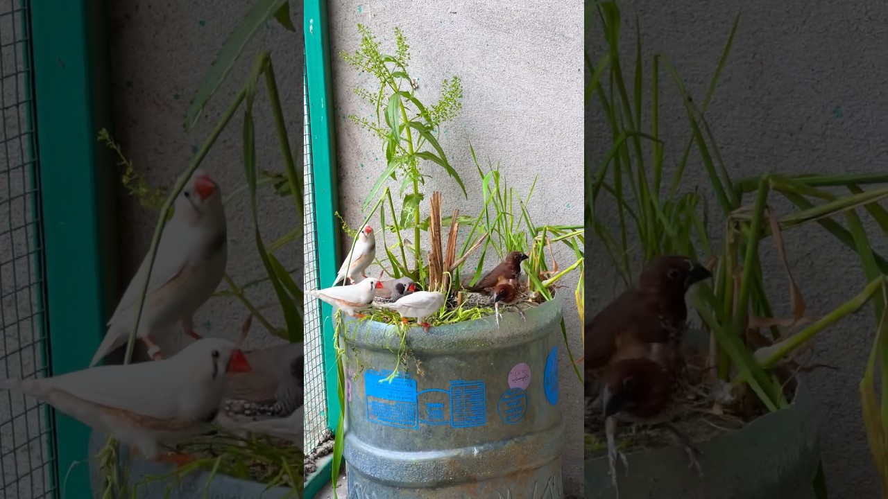 Beautiful finch birds 😍