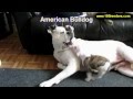 American Bulldog, Puppies, Dogs, For Sale, In Tampa, Florida, FL, 19Breeders, Fort Lauderdale American Bulldog, Puppies, Dogs, For Sale, In Tampa, Florida, FL, 19Breeders, Fort Lauderdale